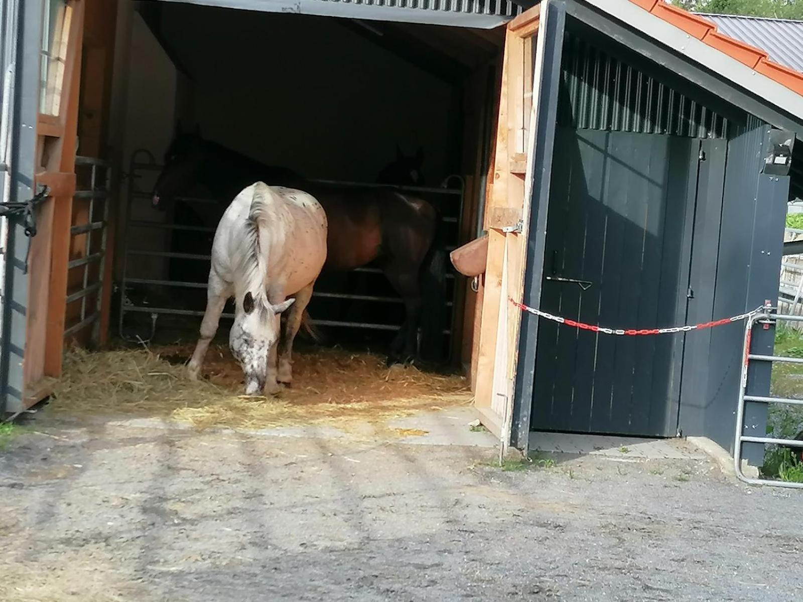 Willa Wild Life Ranch Schöfweg Zewnętrze zdjęcie