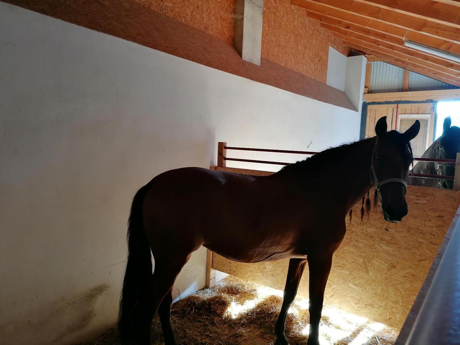 Willa Wild Life Ranch Schöfweg Zewnętrze zdjęcie