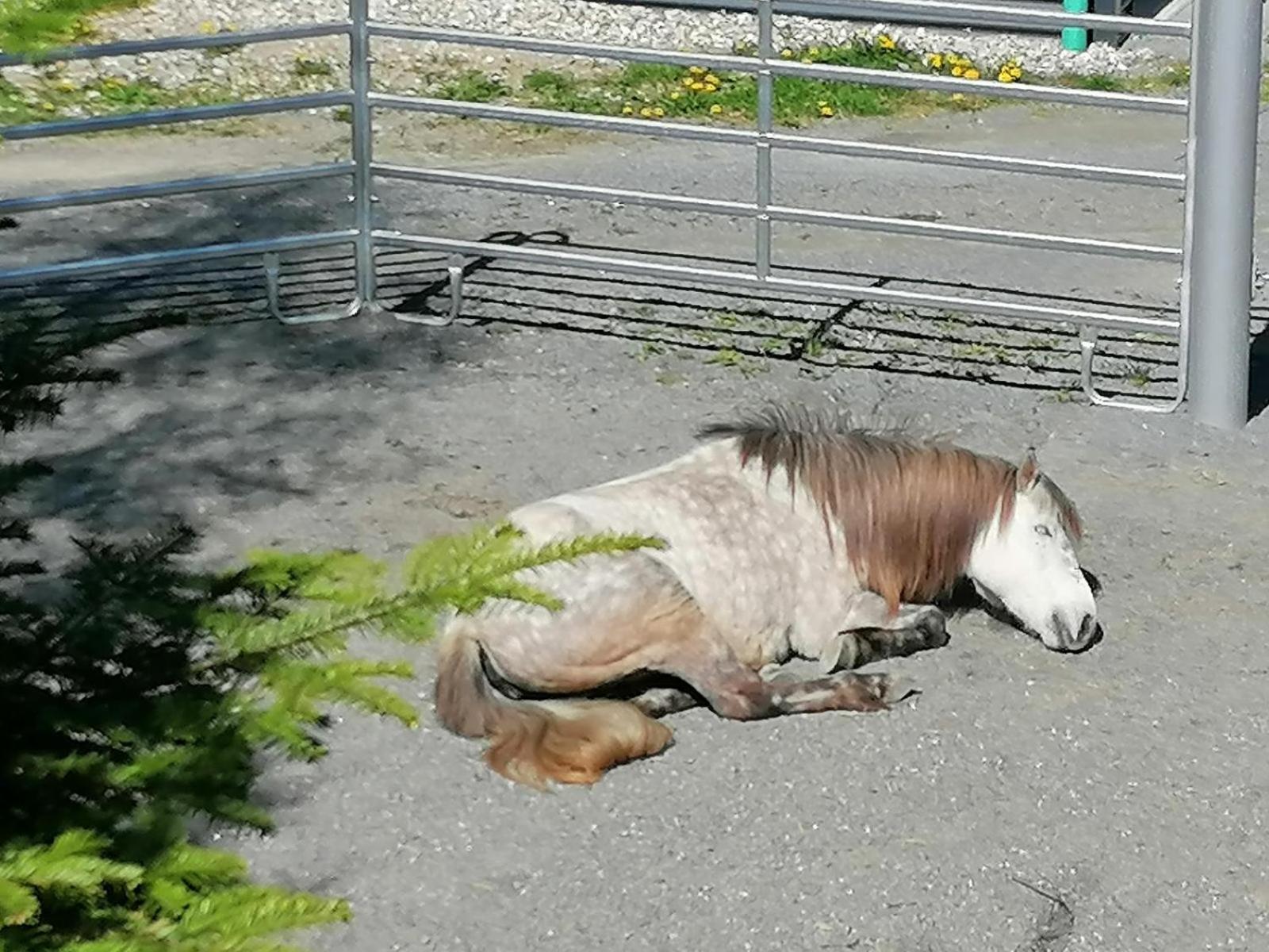 Willa Wild Life Ranch Schöfweg Zewnętrze zdjęcie