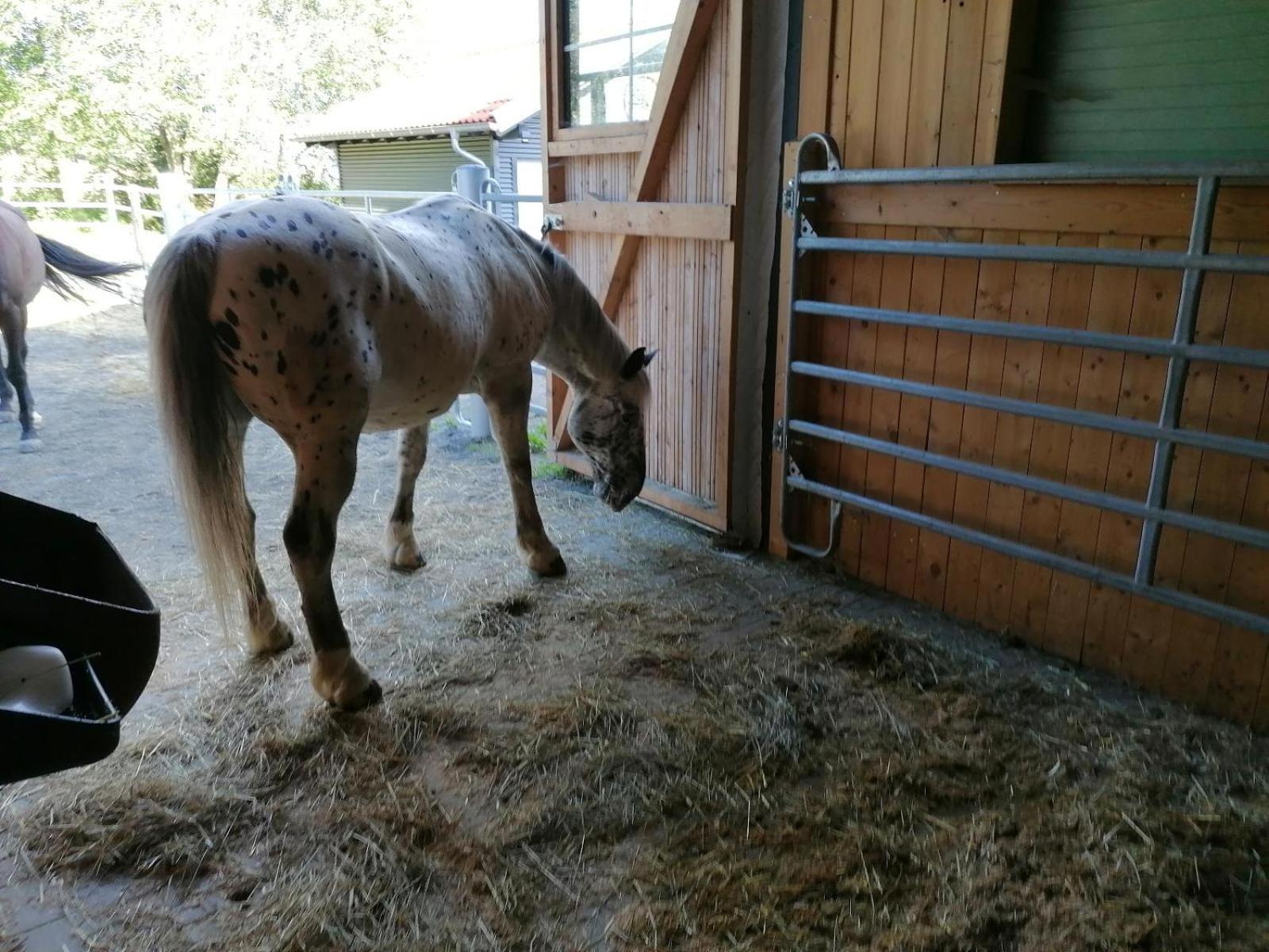 Willa Wild Life Ranch Schöfweg Zewnętrze zdjęcie